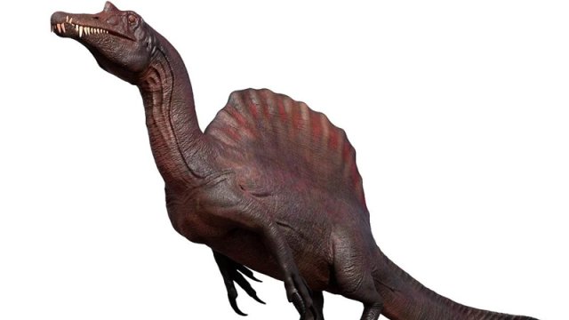 Nəhəng "yelkən" və uzun kəllə: Bioloq tarixdəki ən qəribə dinozavrdan danışdı