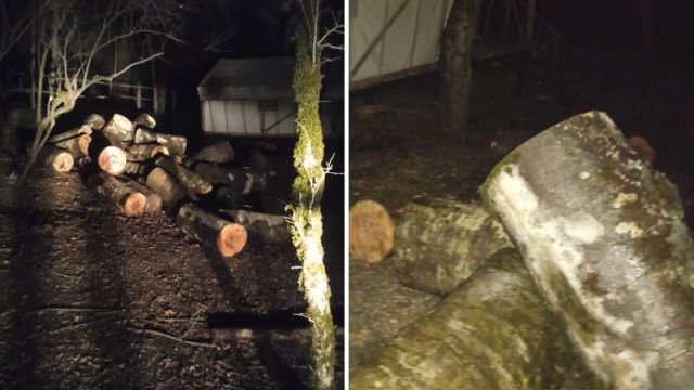 İsmayıllı meşələrində "ağac soyqırmı": Meşə materialı daşıyan maşın ələ keçdi - FOTO/VİDEO