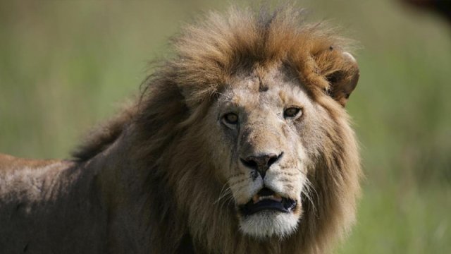 Əsl müdafiəçilər: Şirlərlə döyüşmək üçün yetişdirilən 5 it cinsi