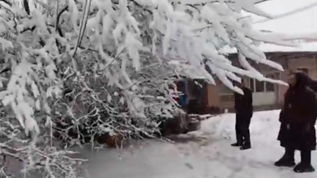 Cəlilabadda güclü qar ağacı aşırıb, bir nəfər xilas edilib - VİDEO
