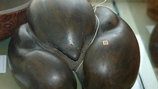 Çəkisi 30 kq-a qədər və diametri yarım metr: Planetdəki ən böyük toxum - VİDEO