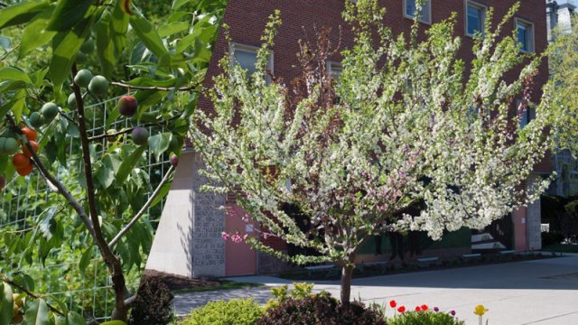 40 meyvəli ağac: Bağban-rəssamın yaratdığı rekord qıran bağ