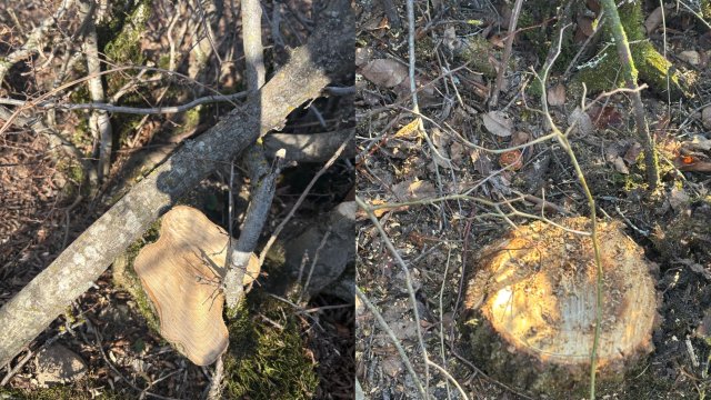 Oğuzda 40 ağacın kəsilməsinə görə polis cinayət işi başladı