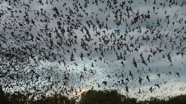 Heyrətamiz mağara: Təhlükəli virusun yayılma mexanizmi qeydə alındı