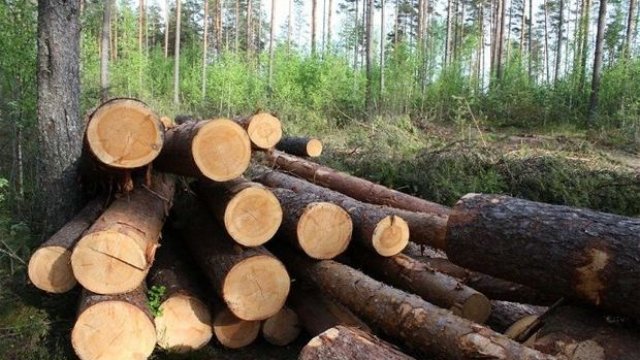 Qanunsuz ağac kəsintisi aşkarlandı