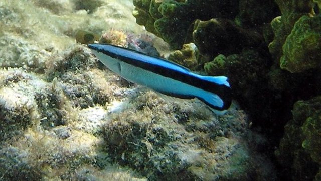 Bu kiçik balıqlar yalnız bəzi məməlilərdə olan bir bacarıqla alimləri heyrətləndirdi