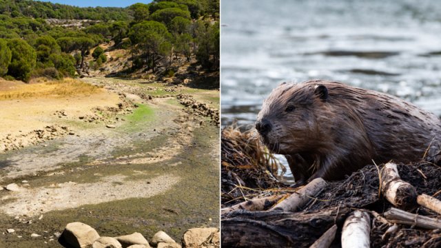 Çayı xilas etmək üçün səhraya qunduzlar gətirildi: 6 il sonra nə baş verdi?