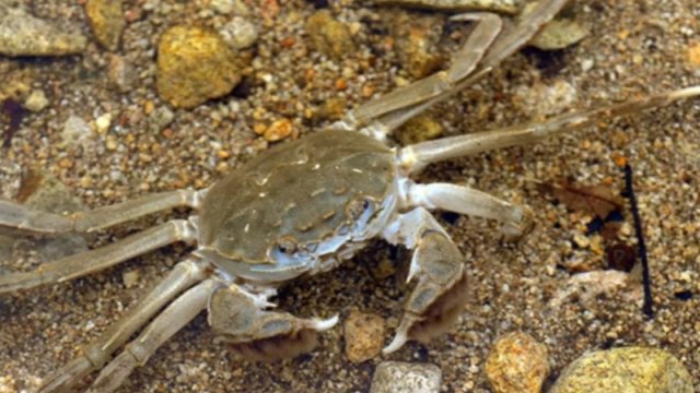 Tamahkar Çin xərçəngi istənilən çaya uyğunlaşır və yerli faunanı sıxışdırır
