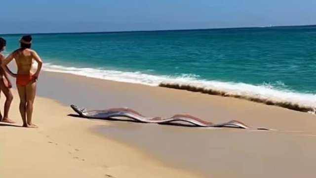 Meksika sahilində qorxulu görüntü: Dərin dənizdən gələn "qiyamət balıqları"