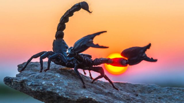 Dinozavrların arasında ov: Çində əvvəllər məlum olmayan əqrəbin fosili tapıldı