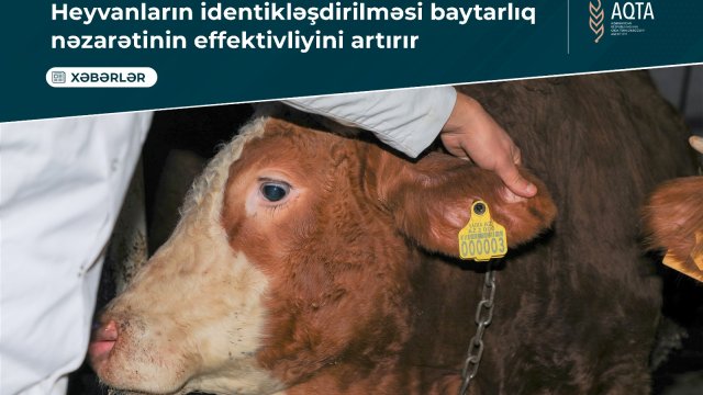 Heyvanların identikləşdirilməsi baytarlıq nəzarətinin effektivliyini artırır