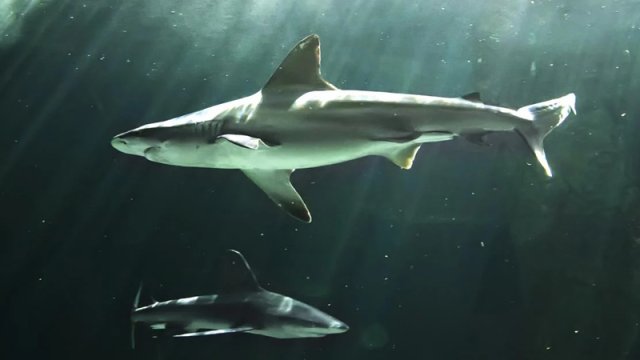 Bu köpəkbalıqları dostlaşa və "narahat" fərdlərdən uzaq qala bilir - TƏDQİQAT