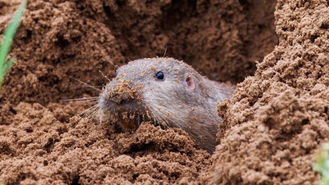 43 il əvvəl alimlər sincabları vulkana buraxmışdı: Nəticə nə oldu?