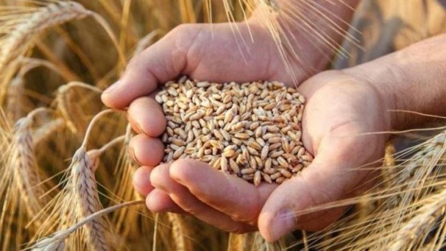 Azərbaycanda buğda ilə özünütəminetmə səviyyəsi niyə azalır?