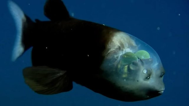 Əbədi qaranlıqda unikal görmə qabiliyyətinə malik balıq tapıldı