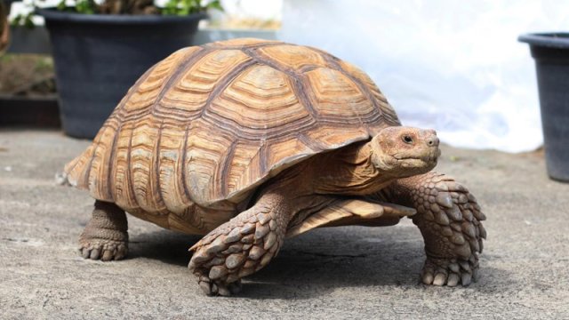 Tısbağalar asteroidlə toqquşmadan necə sağ çıxıb?