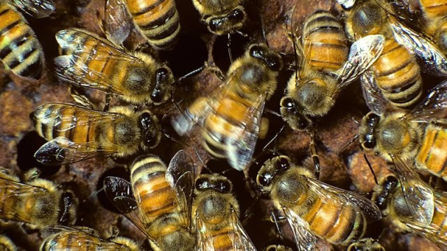 Alimlər arı yuvasının içinə baxdılar - Gördüklərinə heyran qaldılar