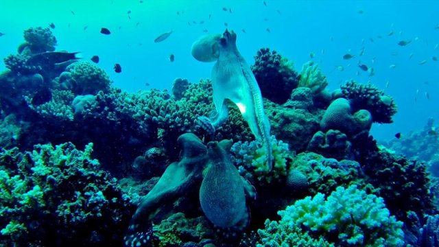 Suyun altında yüksək intellektə malik canlılar yaşayır