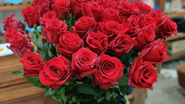 Azərbaycan Niderlanddan qızılgül idxalını artırıb