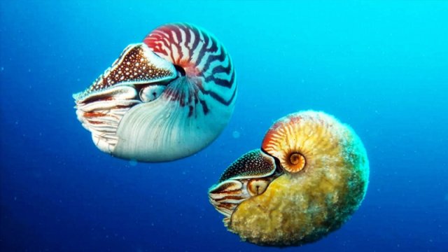 Dinozavrlardan daha qədimdirlər, okeanda gizlənirlər: "Canlı fosillər"in sirri açıldı