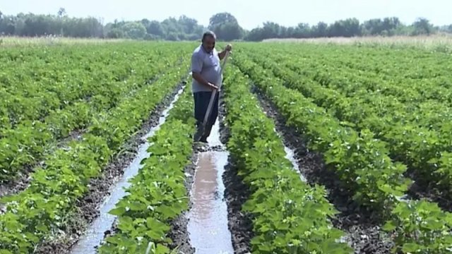 İntensiv yağışlar aqrar sektorda məhsuldarlığa necə təsir edəcək?