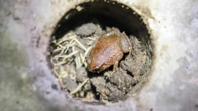 Tropik meşədə 30 kiçik beton "mənzil" peyda olub: Orada nadir heyvanlar var