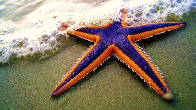 Okeanda beş ətrafı olan və başsız qəribə canlılar yaşayır: Haqqında nə məlumdur