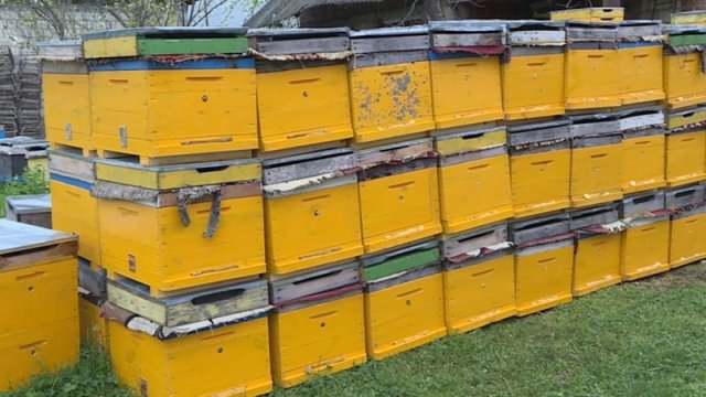 Azərbaycana xaricdən gətirilən arılar risk yaradır - Arıçılardan həyacan təbili