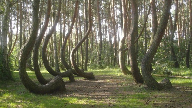 Bu meşədə 400 ağac eyni istiqamətə əyilib: Səbəbi hələ də məlum deyil - FOTO