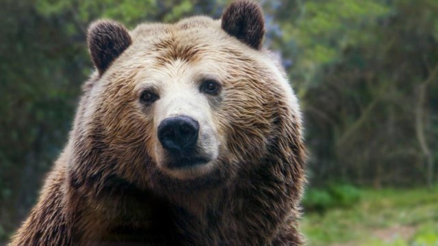 Ovçuluqdan vegetarianlığa: Getdikcə daha çox ayı bitki mənşəli qidaya keçir