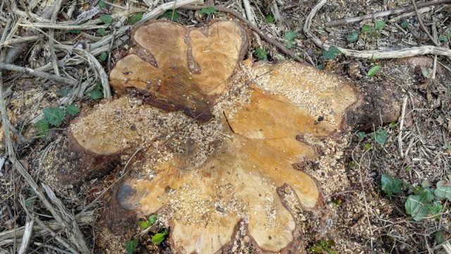 Oğuzda qızılağaclar kəsildi: Saxlanılanlar var - FOTO