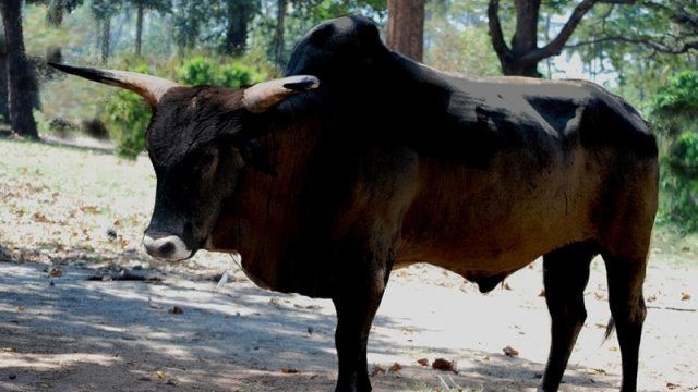 1627-ci ildə Polşada sonuncu auroch yox oldu: Alimlər növü bərpa etməyə ümid edir