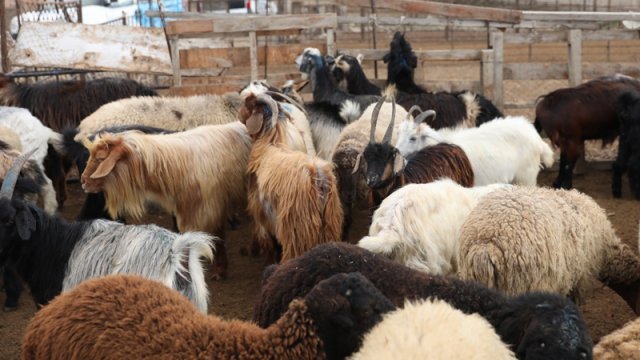 Heyvan bazarları ilə bağlı yeni məhdudiyyətlər