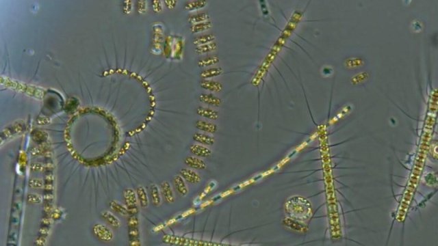 Alimlər 445 milyon illik daşı parçaladı - İnanılmaz tapıntı