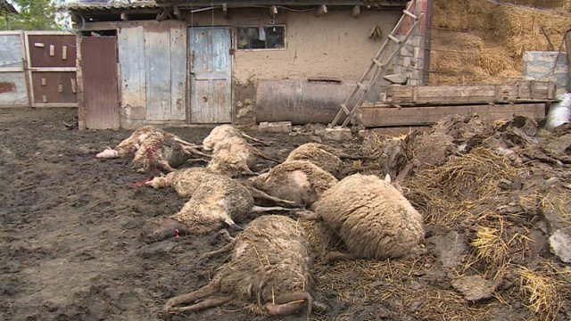 Şəkidə canavarlar qoyun-quzunu parçaladı - FOTO
