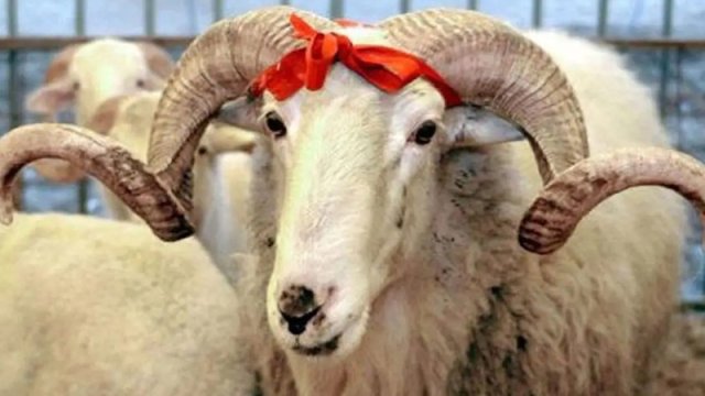 Qurban əti necə bölüşdürülməlidir? &ndash; İlahiyyatçı AÇIQLADI