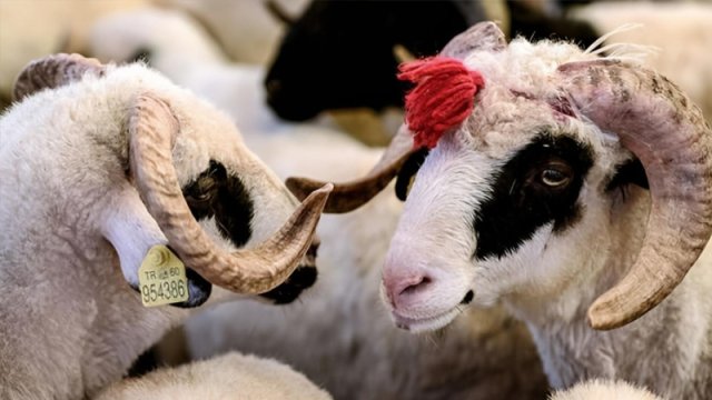 Qurban bayramı ərəfəsində ətin qiyməti niyə qalxır?