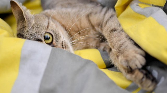 Niyə pişik sizin yanınızda yatır? - Alimlər səbəbləri izah etdi