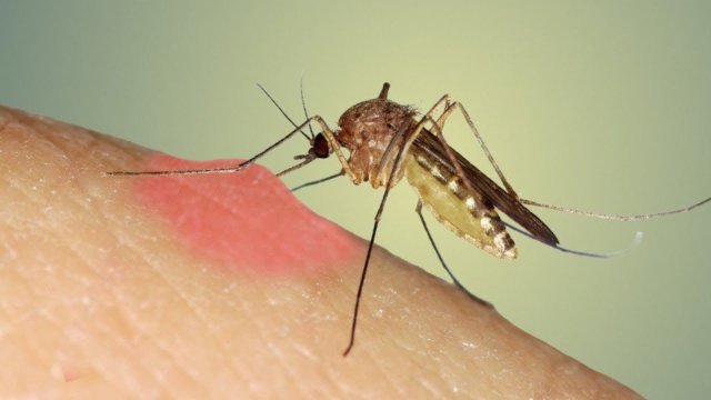 İndi də ağcaqanadlar virus yayır?