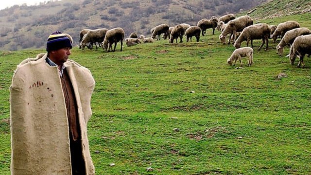 Çoban 1 milyon manata yaxın yeyinti ittihamı ilə həbs edildi