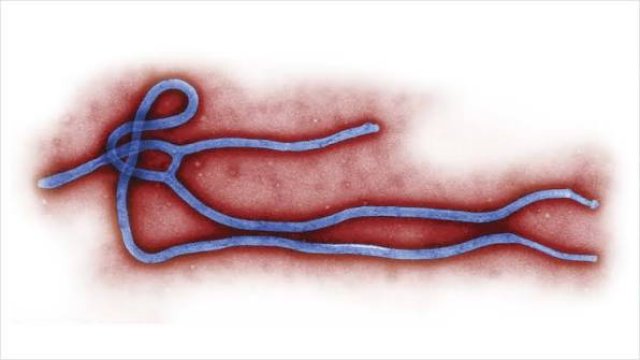 Ebola virusu pandemiyaya səbəb ola bilər?