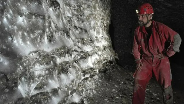 111 min hörümçəyin toxuduğu nəhəng tor alimləri təəccübləndirdi
