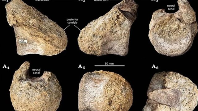 Muzey arxivində unudulan 82 milyon illik sirrin üstü açıldı