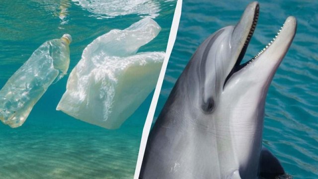Okeana atılmış plastik butulkalar artıq delfinlərin həyatını xilas edir