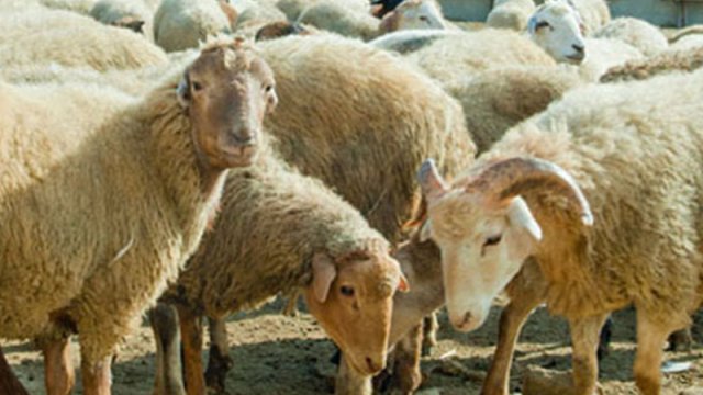 Sərxoş halda 150-dən çox qoyunu oğurlayan şəxs anlaqsız sayıldı