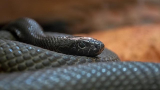 Hindistanda insanlar üçün ən təhlükəli heyvan hansı hesab olunur?