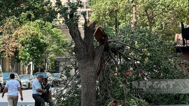 Bakıda güclü külək 14 ağacı aşırıb, 41 budağı sındırıb