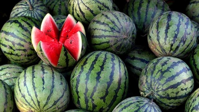 Bazarlarda qarpız ucuzlaşdı: Kiloqramı 40 qəpiyə qədər gerilədi