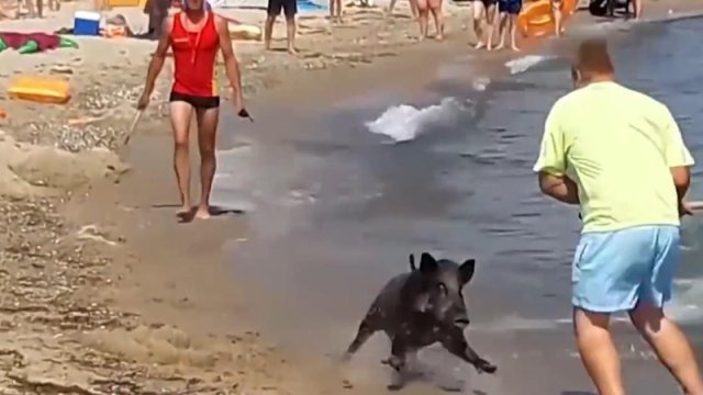 Fransanın çimərlikləri vəhşi qabanlar bürüdü: Turistlərə xəbərdarlıq edildi