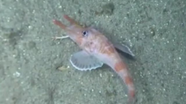 Alimləri təəccübləndirən balıq: Yan və geriyə doğru hərəkət edə bilir
